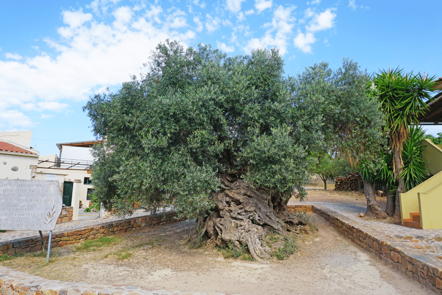 oldest olive trees