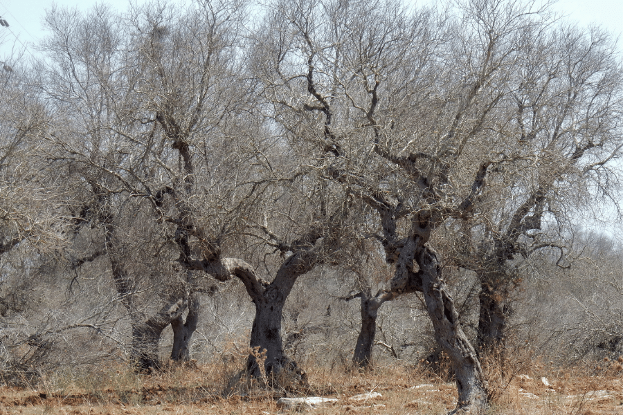 dead olive trees