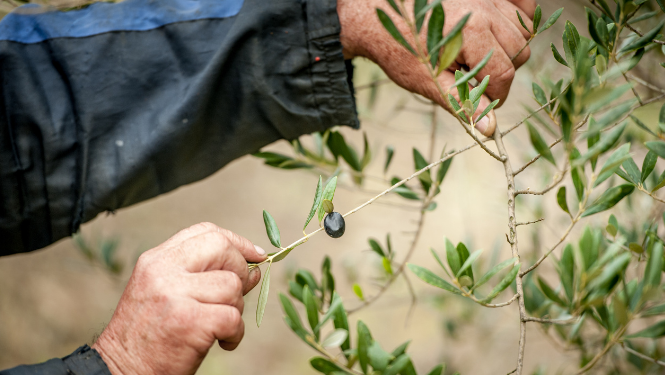 educate olive argiculture