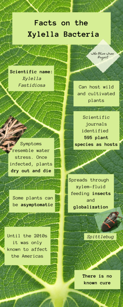 Facts about Xylella infographic