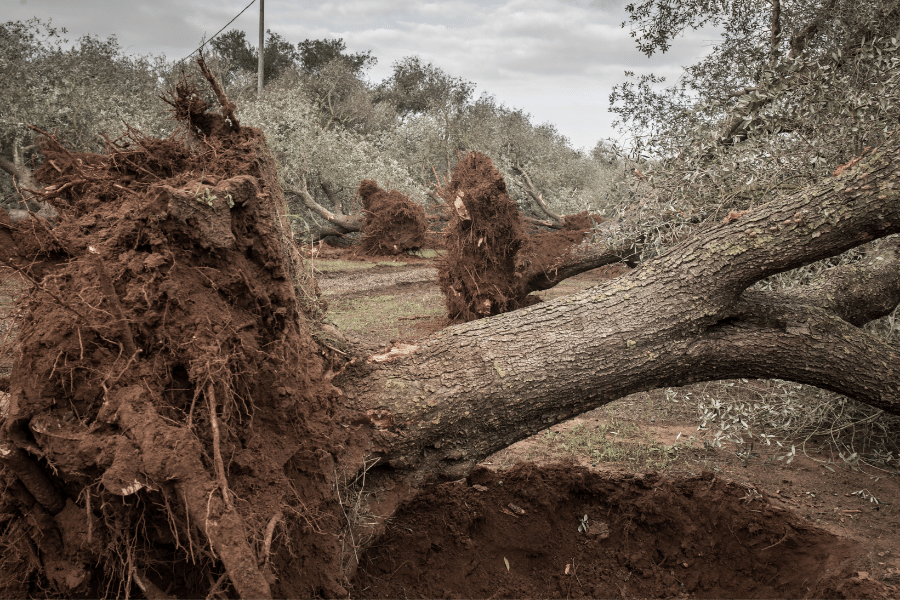 Uprooted olive trees