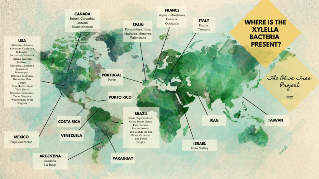 Xylella nel mondo