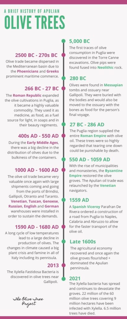 History of the Olive Trees in Puglia