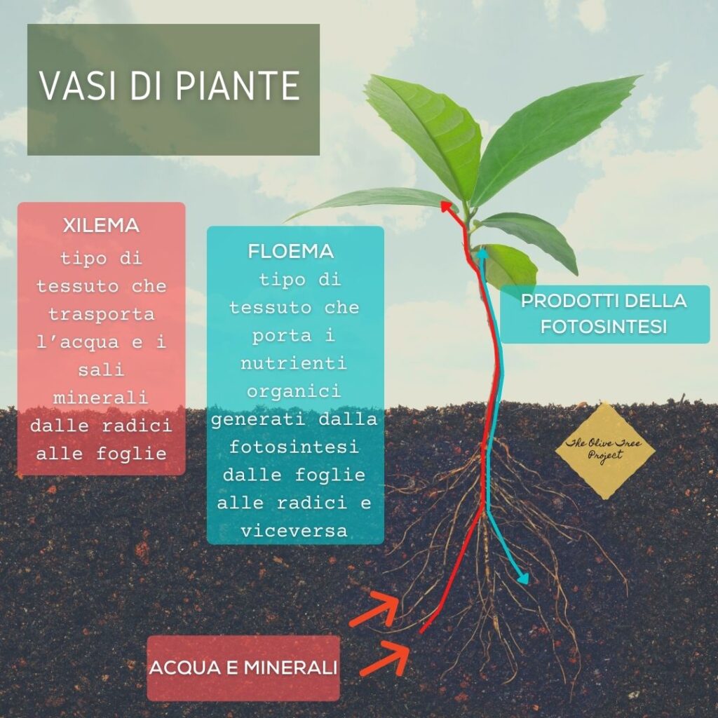 Xylella