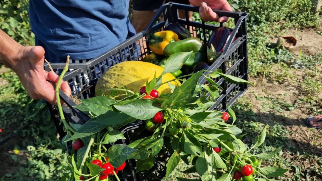 Basket of fruit and veg