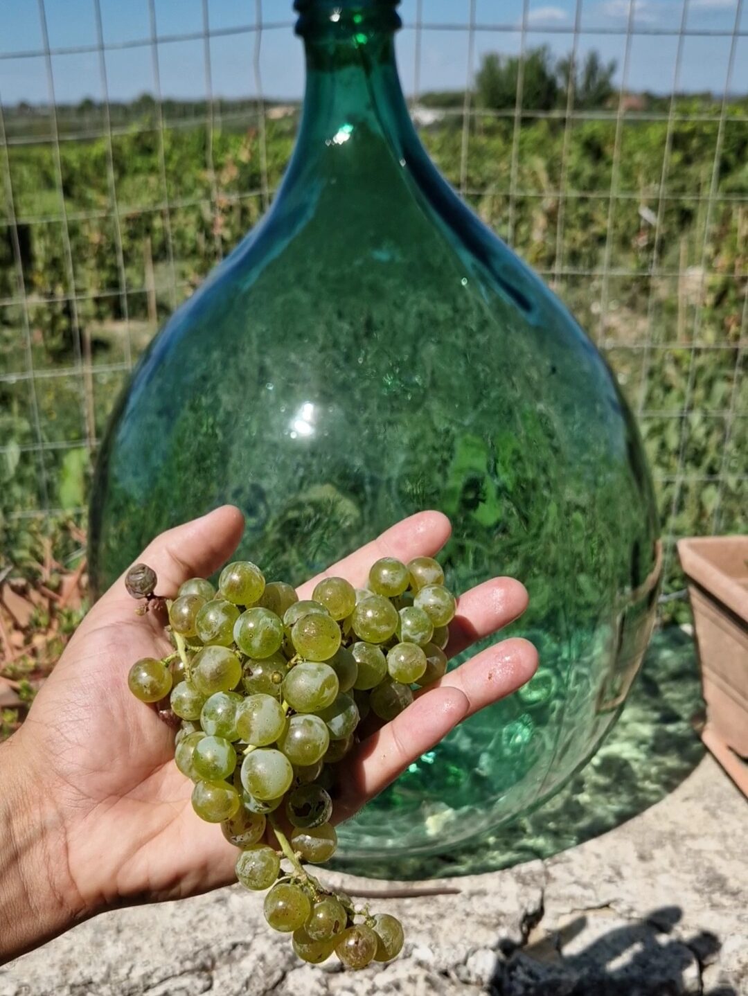 Grape harvest